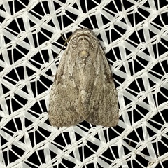 Barasa cymatistis