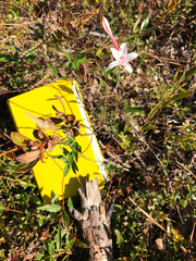 Rhododendron atlanticum
