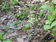 Platanthera orbiculata