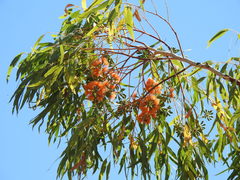 Eucalyptus phoenicea