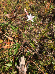 Rhododendron atlanticum