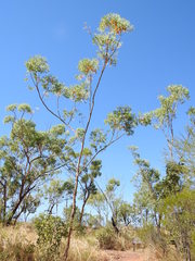 Eucalyptus phoenicea