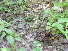 Platanthera orbiculata