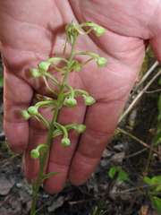Platanthera orbiculata