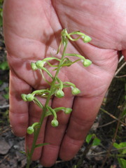Platanthera orbiculata