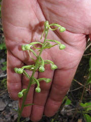 Platanthera orbiculata