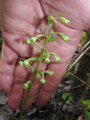 Platanthera orbiculata