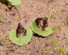 Corybas despectans