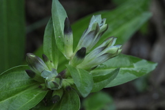 Gentiana tibetica