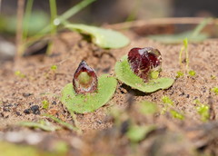 Corybas despectans
