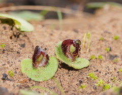 Corybas despectans