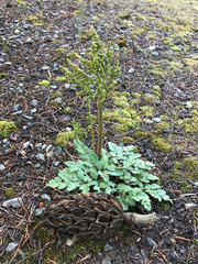 Sceptridium jenmanii