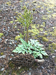 Sceptridium jenmanii