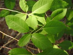 Amelanchier bartramiana