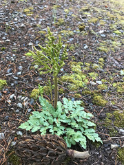 Sceptridium jenmanii