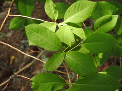 Amelanchier bartramiana