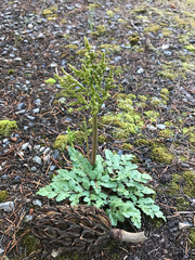 Sceptridium jenmanii