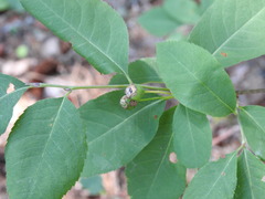 Amelanchier bartramiana
