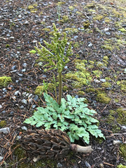 Sceptridium jenmanii