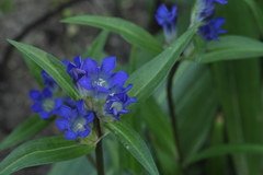 Gentiana dahurica