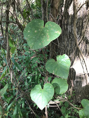 Aristolochia tomentosa