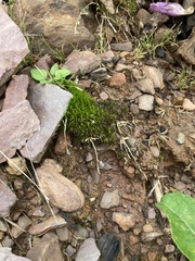 Campylopus flexuosus