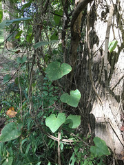 Aristolochia tomentosa