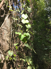 Aristolochia tomentosa