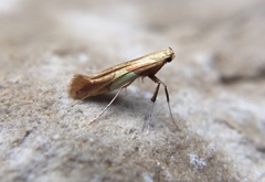 Caloptilia packardella