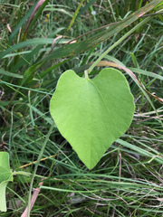 Aristolochia tomentosa