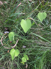 Aristolochia tomentosa