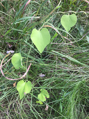 Aristolochia tomentosa