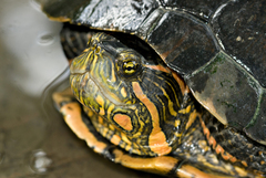 D'orbigny's Slider photo 4