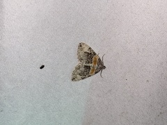 Dysstroma hersiliata