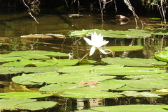 Nymphaea candida
