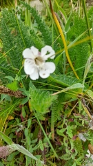 Silene uniflora