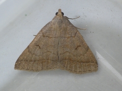 Zanclognatha lunalis