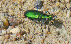 Cicindela denikei
