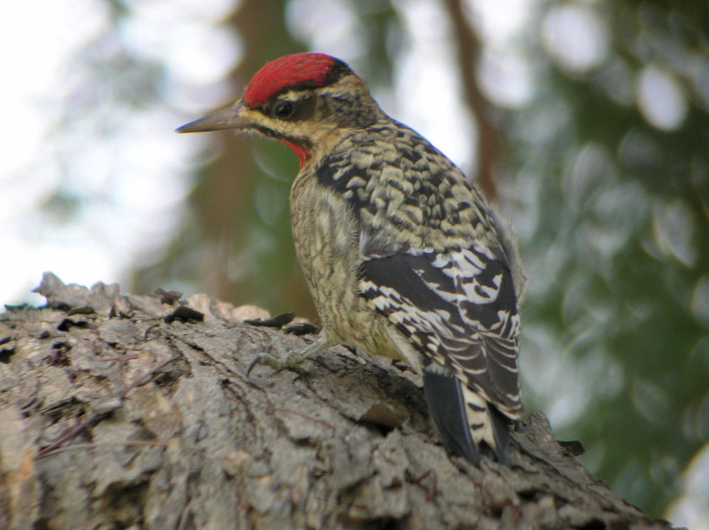 Yellow-bellied × Red-naped Sapsucker