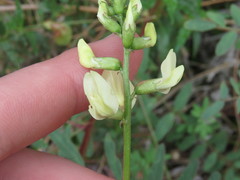 Astragalus deanei