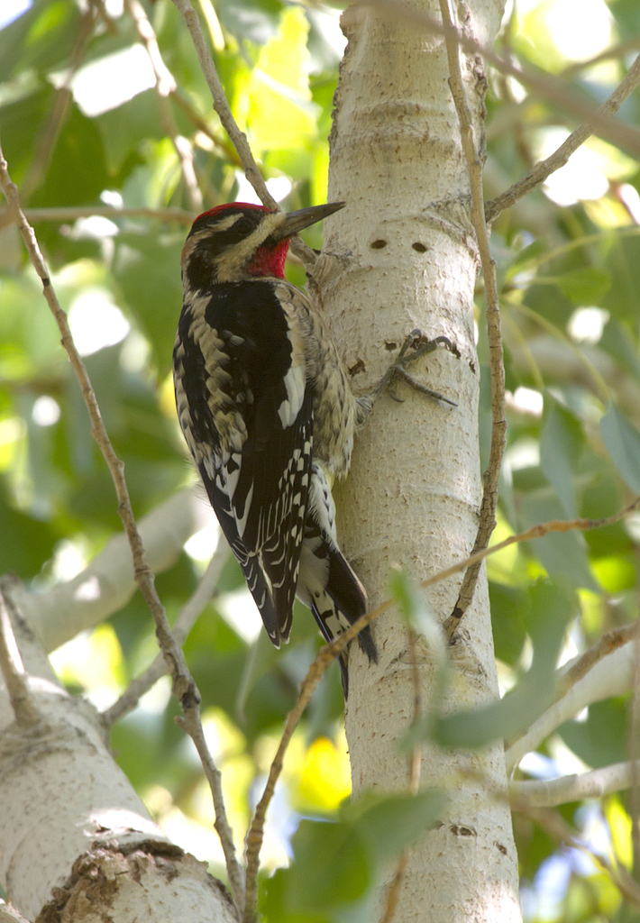 Red-naped Sapsucker