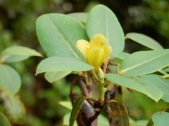 Rhododendron cinnabarinum