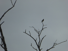 Lichmera indistincta