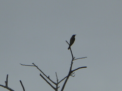 Lichmera indistincta