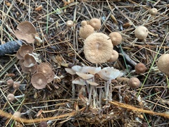 Collybiopsis biformis