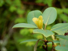 Rhododendron cinnabarinum