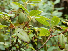 Rhododendron cinnabarinum