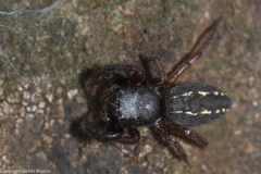 Metacyrba taeniola similis