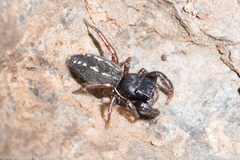 Metacyrba taeniola similis