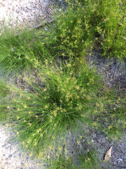 Bulbostylis stenophylla